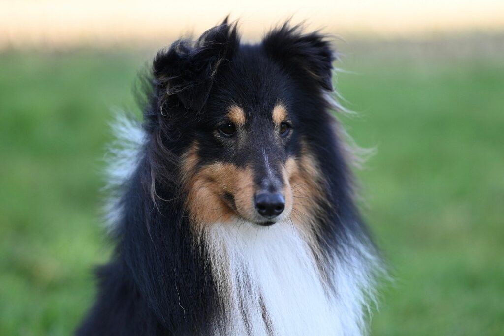 Top 5 des erreurs à éviter après la stérilisation de votre chien